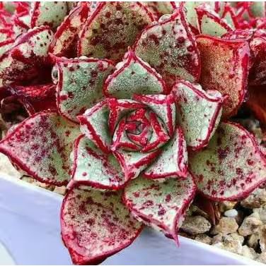 Echeveria Purpusorum 100 PCS Seeds