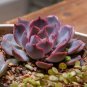 Echeveria Purpusorum 100 PCS Seeds