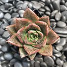 Echeveria Purpusorum Seeds Fresh Ones 100 PCS Seeds Echeveria Purpusorum Seeds Fresh Ones 100 PCS Seeds