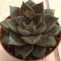 Echeveria Purpusorum Seeds Fresh Ones 100 PCS Seeds