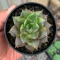Echeveria Purpusorum Seeds Fresh Ones 300 PCS Seeds