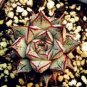 Echeveria Purpusorum Seeds Fresh Ones 300 PCS Seeds