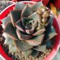 Echeveria Purpusorum Seeds Fresh Ones Red Spot Veriety 300 PCS Seeds