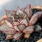 Echeveria Purpusorum Seeds Fresh Ones Red Spot Veriety 300 PCS Seeds