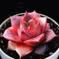 Echeveria Purpusorum Seeds Fresh Ones Red Spot Veriety 300 PCS Seeds