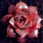 Echeveria Purpusorum Seeds Fresh Ones Red Spot Veriety 300 PCS Seeds