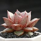 Echeveria purpusorum Seeds Red Succulent 10 PCS Seeds Echeveria purpusorum Seeds Red Succulent 10 PCS Seeds