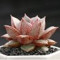 Echeveria purpusorum Seeds Red Succulent 10 PCS Seeds