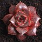 Echeveria purpusorum Seeds Red Succulent 10 PCS Seeds