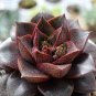 Echeveria purpusorum Seeds Red Succulent 10 PCS Seeds