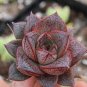 Echeveria purpusorum Seeds Red Succulent 10 PCS Seeds
