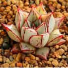 Echeveria Purpusorum 100 PCS Seeds