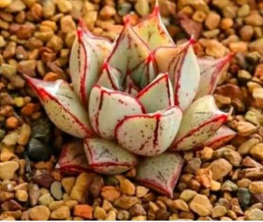 Echeveria Purpusorum 100 PCS Seeds