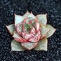 Echeveria Purpusorum 100 PCS Seeds