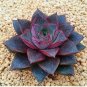 Echeveria Purpusorum 100 PCS Seeds