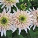 Echinacea 'Cherry Fluff' Perennial Coneflower 200 PCS Seeds