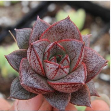 Echeveria Purpusorum 100 PCS Seeds