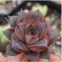Echeveria Purpusorum 100 PCS Seeds