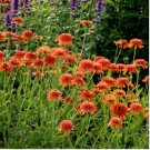 Echinacea 'COLORBURST' Orange Hybrid Bonsai Coneflowers 200 PCS Seeds Echinacea 'COLORBURST' Orange Hybrid Bonsai Coneflowers 200 PCS Seeds