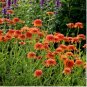 Echinacea 'COLORBURST' Orange Hybrid Bonsai Coneflowers 200 PCS Seeds