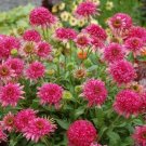 Echinacea 'Cranberry Cupcake' Red Bonsai Coneflowers 200 PCS Seeds Echinacea 'Cranberry Cupcake' Red Bonsai Coneflowers 200 PCS Seeds