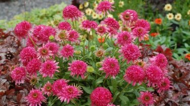 Echinacea 'Cranberry Cupcake' Red Bonsai Coneflowers 200 PCS Seeds
