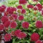 Echinacea 'Cranberry Cupcake' Red Bonsai Coneflowers 200 PCS Seeds