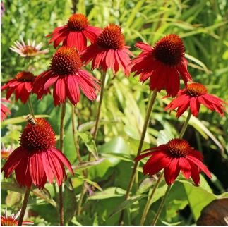 Echinacea 'FIREBIRD' Fire Red Bonsai Coneflowers Hybrid Bonsai Flowers 200 PCS Seeds
