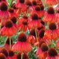 Echinacea 'FIREBIRD' Fire Red Bonsai Coneflowers Hybrid Bonsai Flowers 200 PCS Seeds