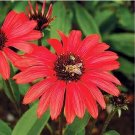 Echinacea 'Guava Red' Fire Red Coneflowers 200 PCS Seeds Echinacea 'Guava Red' Fire Red Coneflowers 200 PCS Seeds
