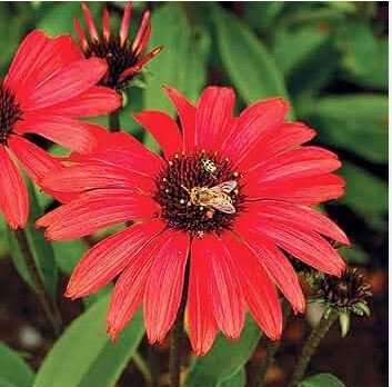 Echinacea 'Guava Red' Fire Red Coneflowers 200 PCS Seeds