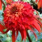 Echinacea 'Guava Red' Fire Red Coneflowers 200 PCS Seeds