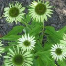 Echinacea Hybrida Caribbean Green Greyish Green Bonsai Flowers 200 PCS Seeds Echinacea Hybrida Caribbean Green Greyish Green Bonsai Flowers 200 PCS Seeds