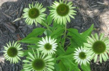Echinacea Hybrida Caribbean Green Greyish Green Bonsai Flowers 200 PCS Seeds