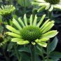 Echinacea Hybrida Caribbean Green Greyish Green Bonsai Flowers 200 PCS Seeds