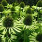 Echinacea Hybrida Caribbean Green Greyish Green Bonsai Flowers 200 PCS Seeds