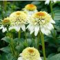Echinacea Milky White Perennial Flower 200 PCS Seeds