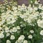 Echinacea Milky White Perennial Flower 200 PCS Seeds