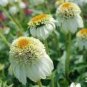 Echinacea Milky White Perennial Flower 200 PCS Seeds