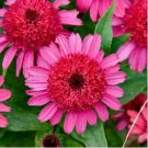 Echinacea Mixed 9 Colors Big Blooms Perennial Flower 200 PCS Seeds