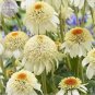 Echinacea Mixed 9 Colors Big Blooms Perennial Flower 200 PCS Seeds