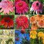 Echinacea Mixed 9 Colors Big Blooms Perennial Flower 200 PCS Seeds