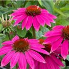 Echinacea Purple 'Ladies' Perennial Flower 30 PCS Seeds