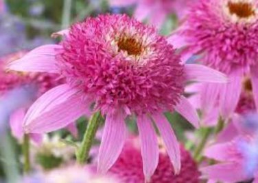 Echinacea Purpurea 'Gongji' Light PinkDouble Decker Coneflowers 100 PCS Seeds