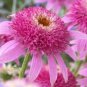 Echinacea Purpurea 'Gongji' Light PinkDouble Decker Coneflowers 100 PCS Seeds