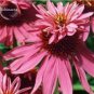 Echinacea Purpurea 'Gongji' Light PinkDouble Decker Coneflowers 100 PCS Seeds
