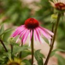 Echinacea Purpurea Seeds Apple Green Big Flowers 200 PCS Seeds