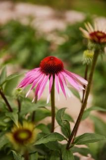 Echinacea Purpurea Seeds Apple Green Big Flowers 200 PCS Seeds