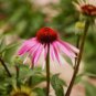 Echinacea Purpurea Seeds Apple Green Big Flowers 200 PCS Seeds