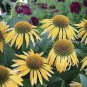 Echinacea Purpurea Seeds Apple Green Big Flowers 200 PCS Seeds